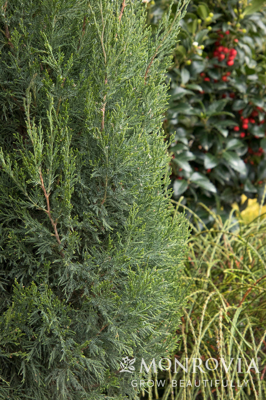 Juniperus | Spartan Juniper - 15 Gallon