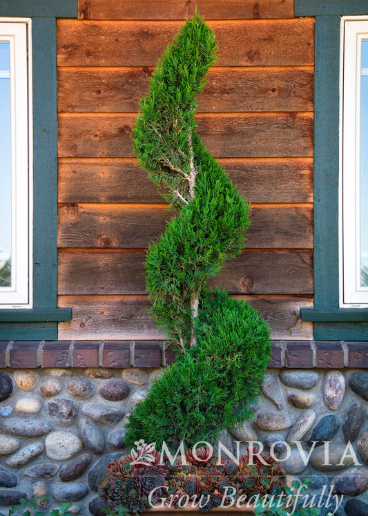 Juniperus | Spartan Juniper - 10 Gallon