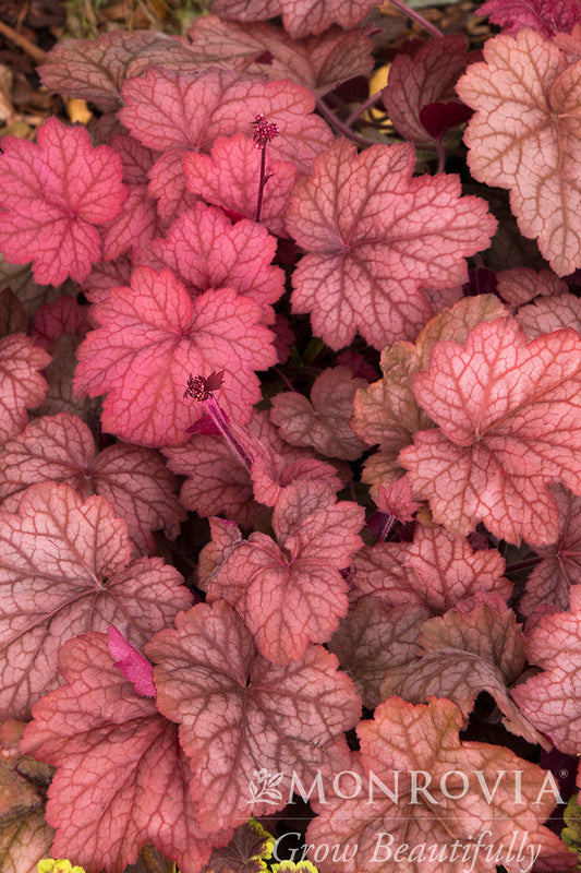 Heuchera | Georgia Peach Coral Bells - 1 Gallon