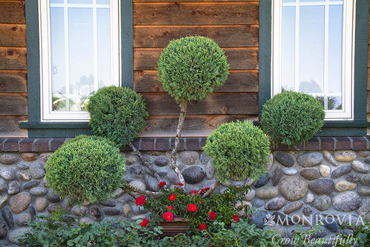 Juniperus | Hetz Blue Juniper | Pom Pom - 10 Gallon