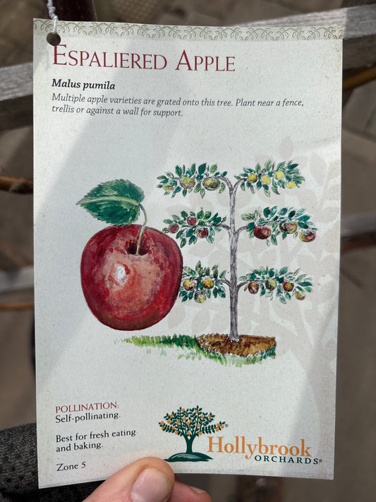 Malus | Espalier Apple Combo - 15 Gallon