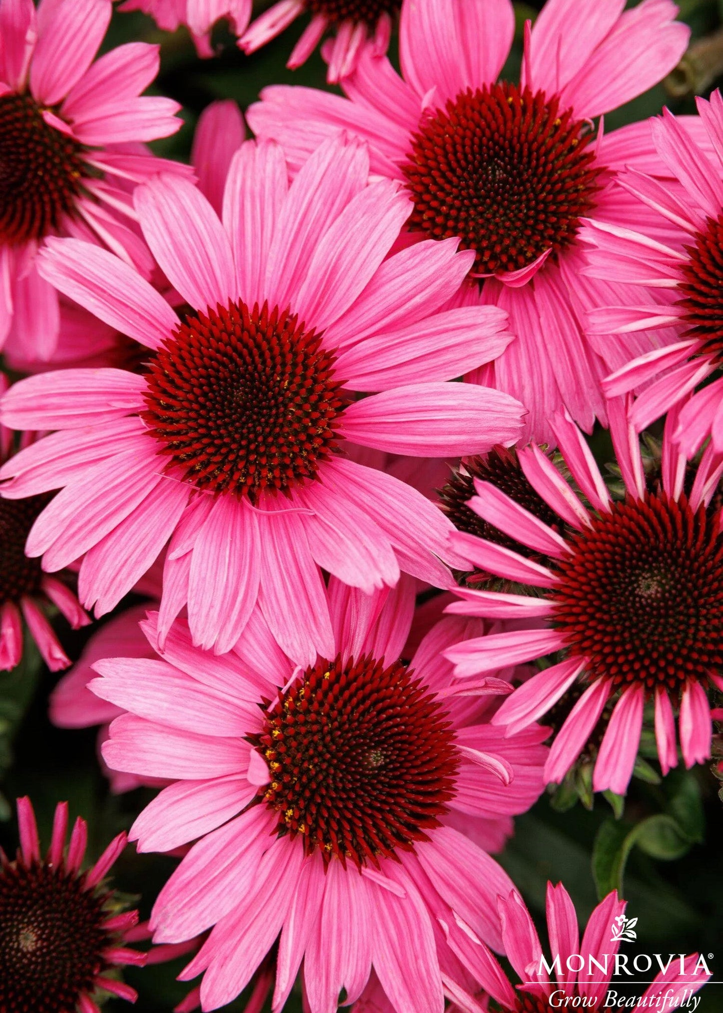 Echinacea | Sunmagic Coneflower | Vintage Hot Pink - 1 Gallon