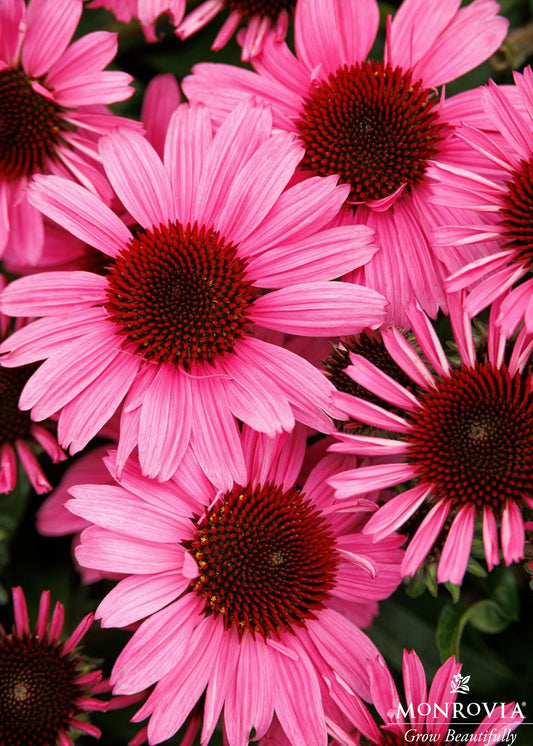 Echinacea | Sunmagic Coneflower | Vintage Hot Pink - 1 Gallon