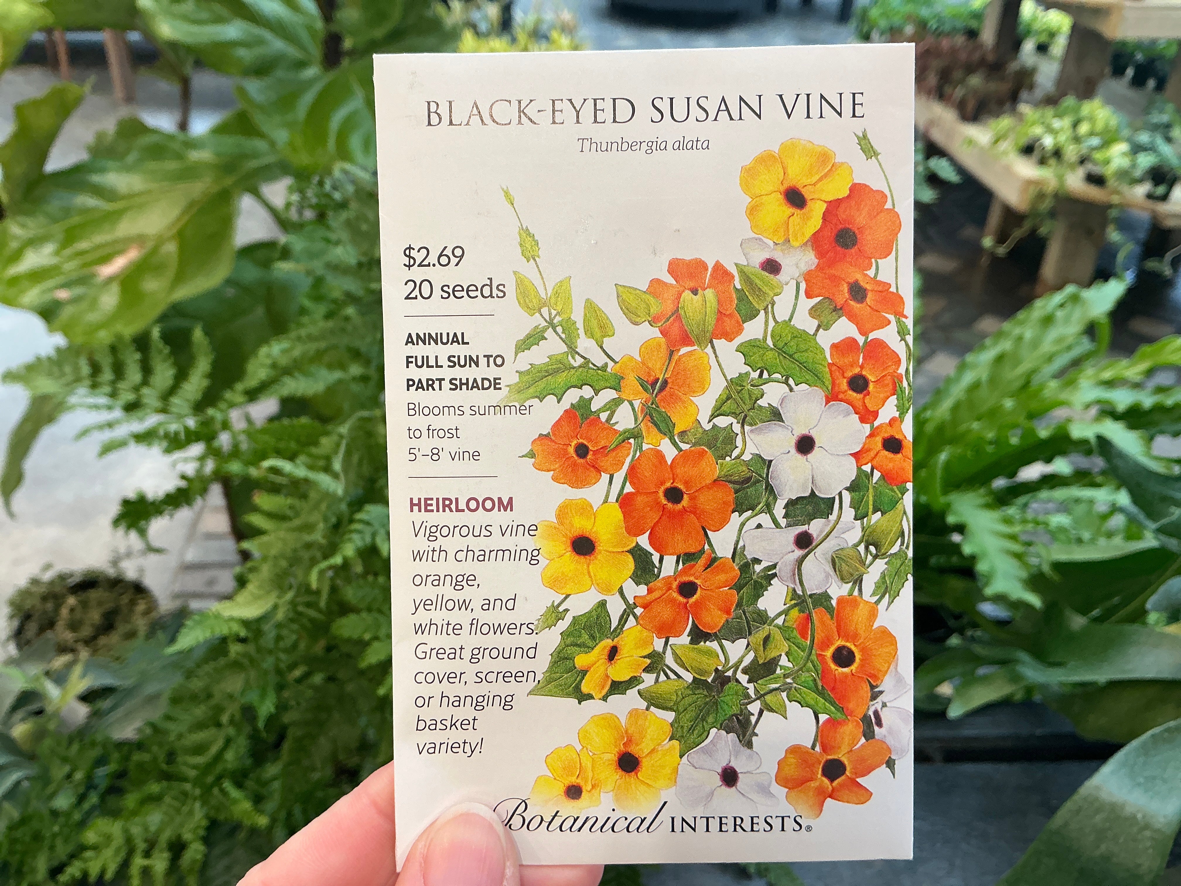 planting thunbergia seeds Thunbergia | Black-Eyed Susan - Vine Seed