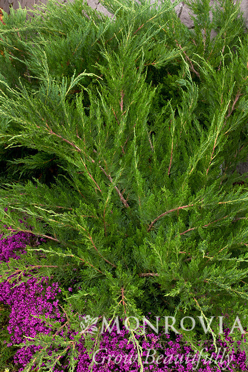 Juniperus | Mint Julep Juniper - 2 Gallon