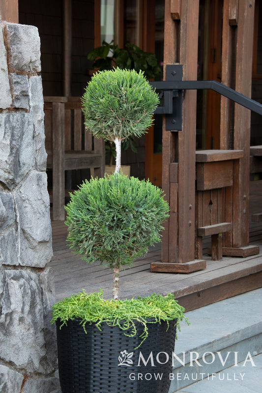 Juniperus | Mint Julep Juniper - 5 Gallon