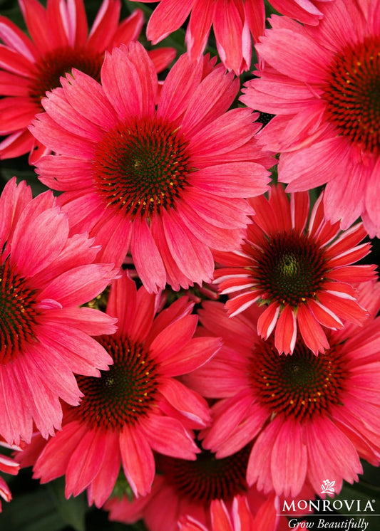 Echinacea | Sunmagic Coneflower | Watermelon - 1 Gallon