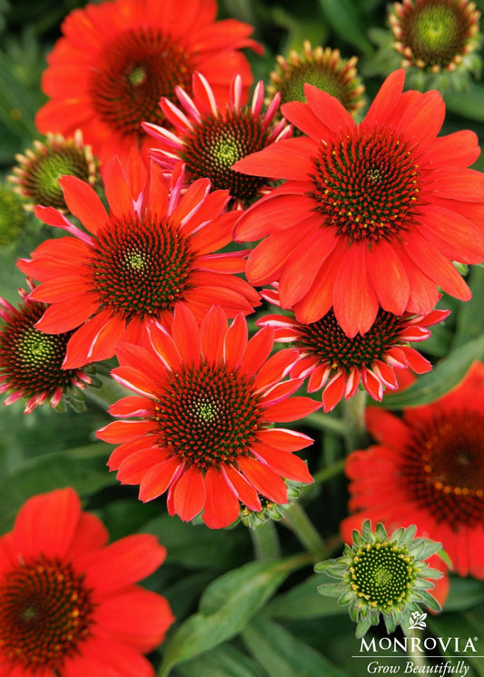 Echinacea | Sunmagic Coneflower