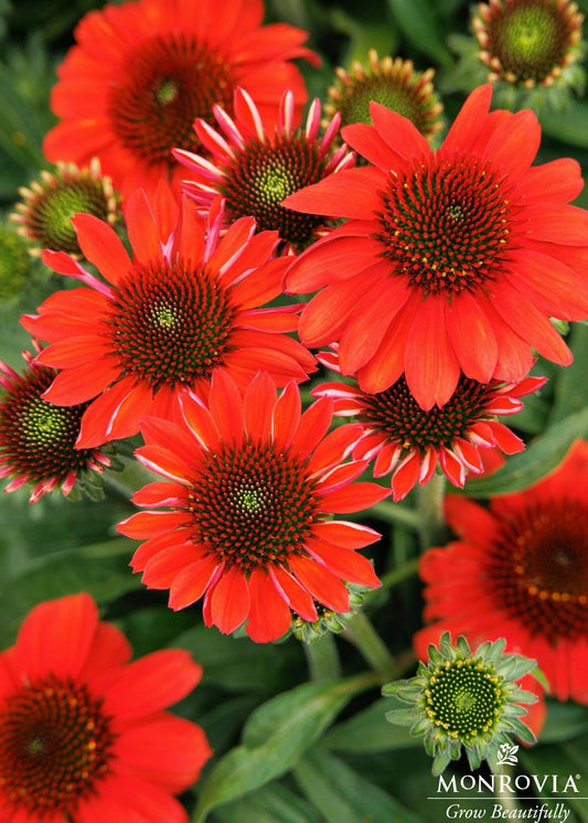 Echinacea | Sunmagic Coneflower | Petite Burgundy - 1 Gallon