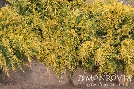 Juniperus | Sea of Gold Juniper - 2 Gallon