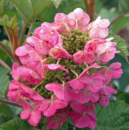Hydrangea | Ruby Slippers Oakleaf Hydrangea - 3 Gallon