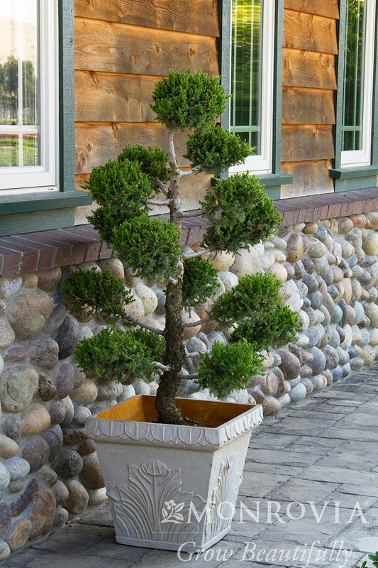 Juniperus | San Jose Juniper