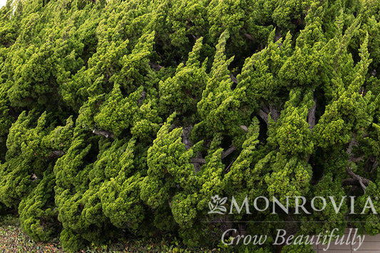Juniperus | Torulosa Juniper - 10 Gallon