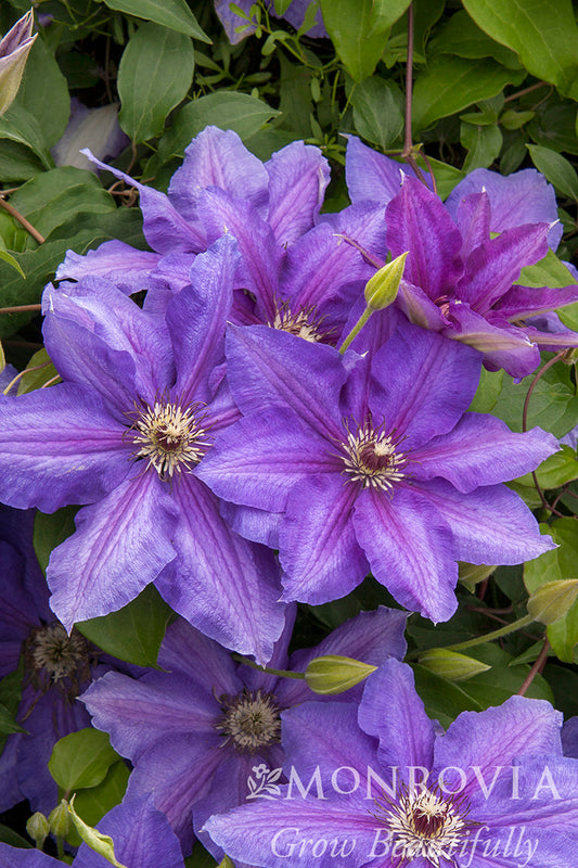 Clematis | Vancouver Clematis | Starry Nights - 1 Gallon