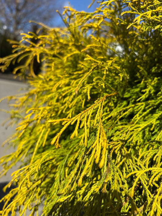 Chamaecyparis | Golden Mop False Cypress - 5 Gallon