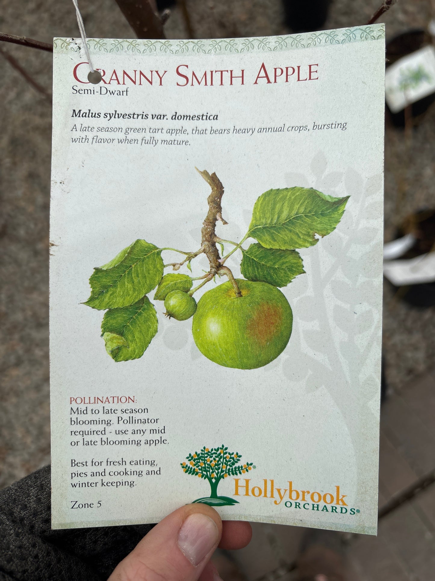 Malus | Granny Smith Apple - 7 Gallon