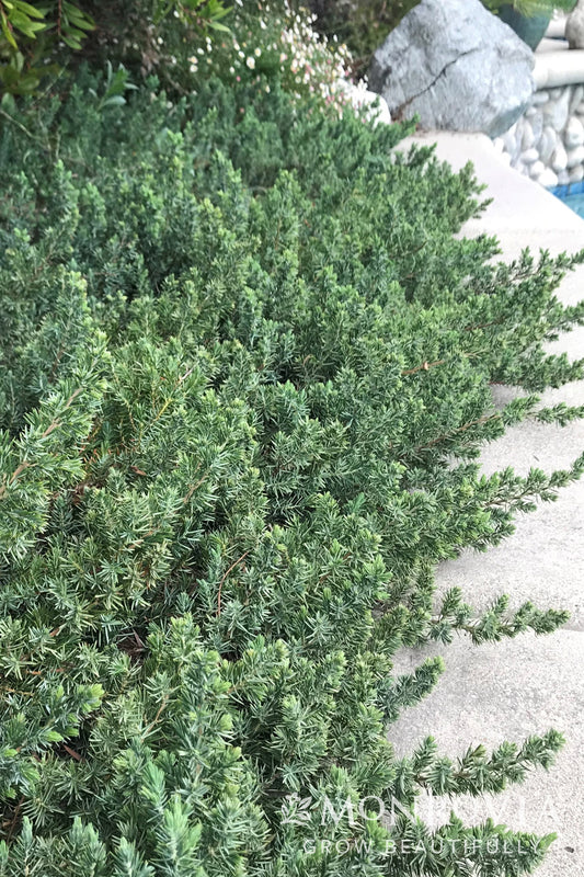 Juniperus | Blue Pacific Juniper - 3 Gallon