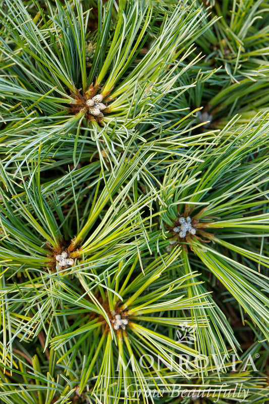 Pinus | Blue Shag Eastern White Pine | Tree Form - 7 Gallon