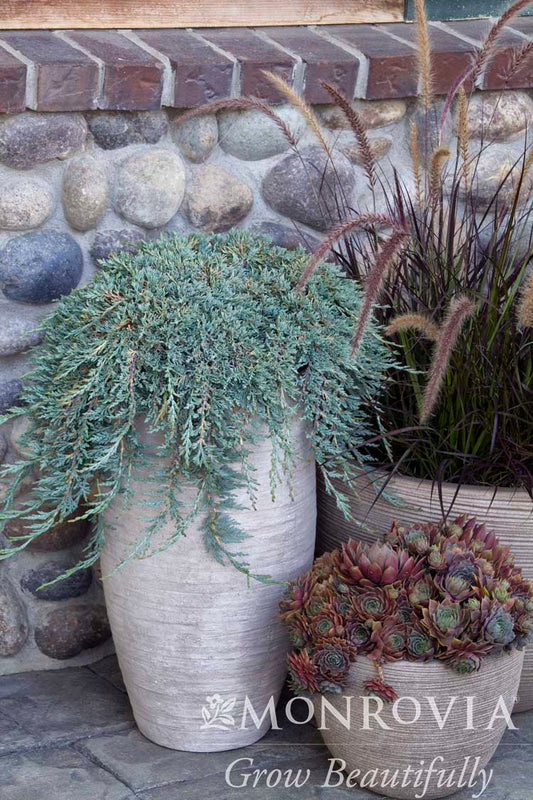 Juniperus | Icee Blue Juniper - 2 Gallon