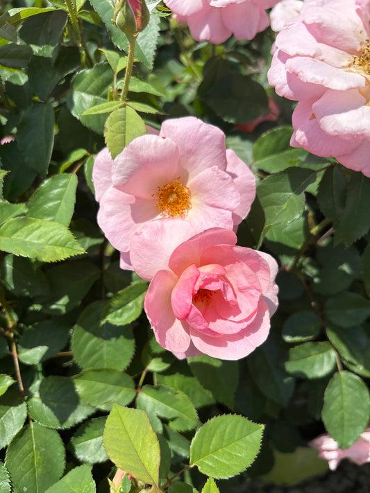 Rosa | Knock Out Rose | Peachy Knock Out - 3 Gallon