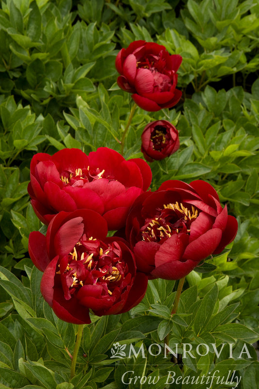 Paeonia | Buckeye Belle Peony - 2 Gallon