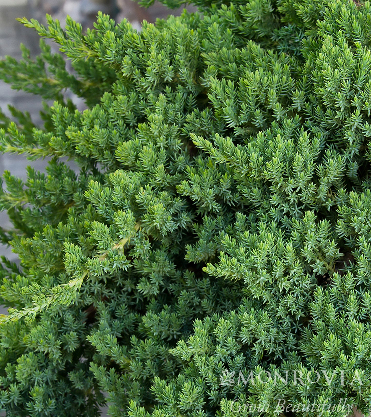 Juniperus | Dwarf Japanese Garden Juniper