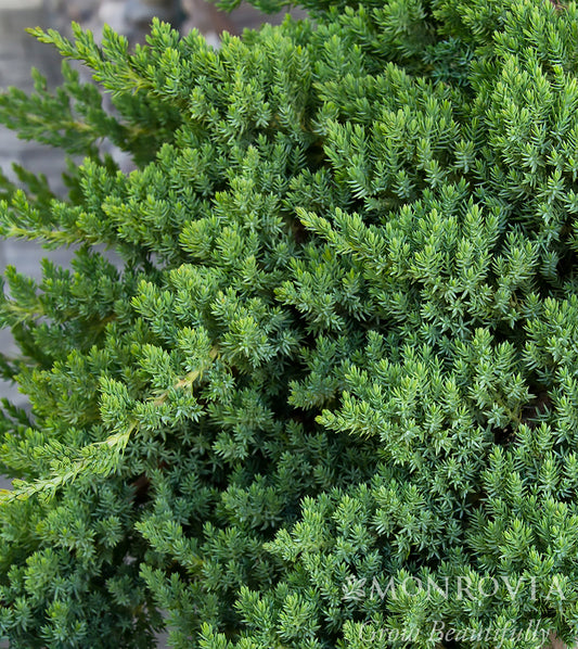 Juniperus | Dwarf Japanese Garden Juniper - 10 Gallon