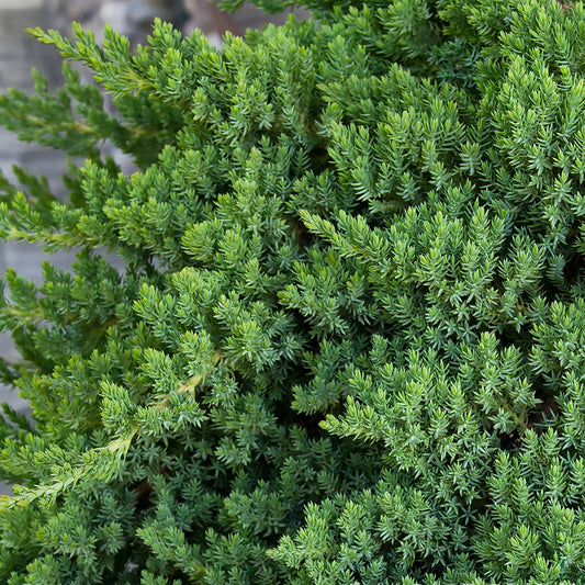 Juniperus | Dwarf Japanese Garden Juniper - 2 Gallon