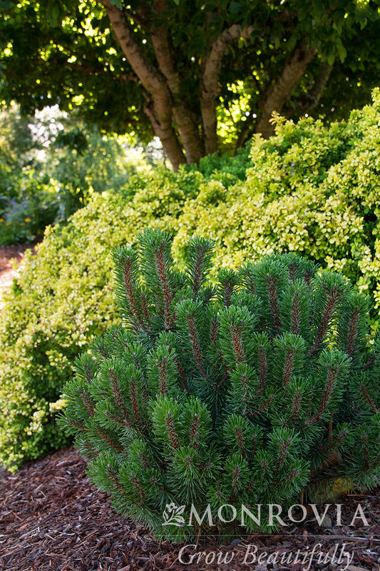 Pinus | Slowmound Mugo Pine - 2 Gallon