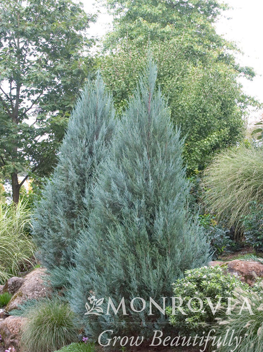 Juniperus | Moonglow Juniper - 6 Gallon