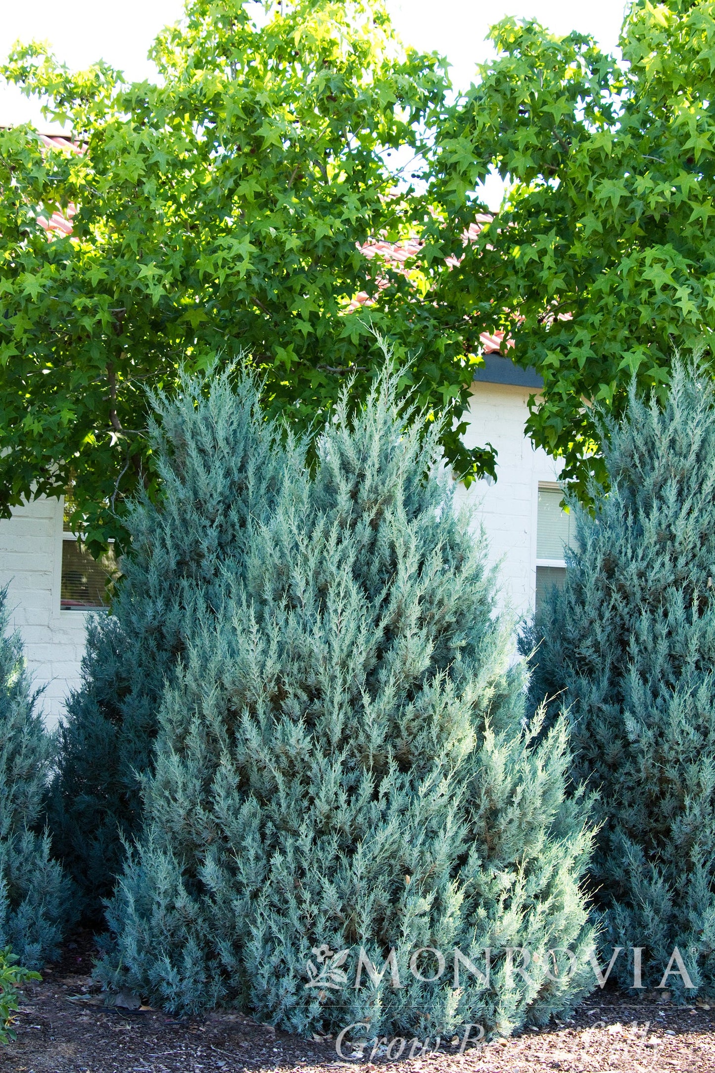 Juniperus | Wichita Blue Juniper - 5 Gallon