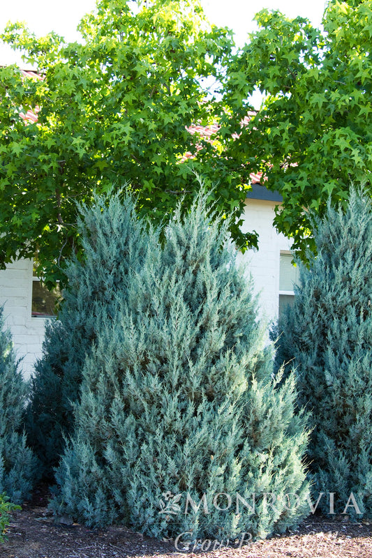 Juniperus | Wichita Blue Juniper - 5 Gallon