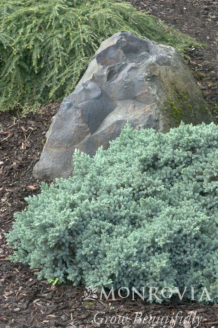 Juniperus | Blue Star Juniper - 1 Gallon