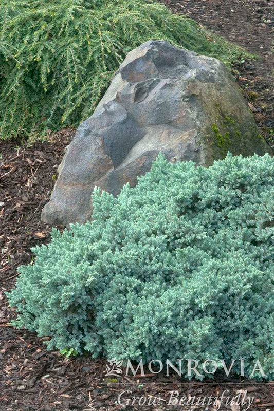 Juniperus | Blue Star Juniper - 1 Gallon