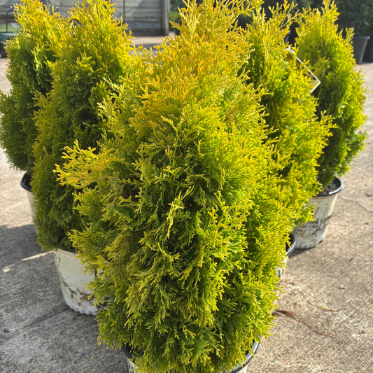 Thuja | Fluffy Arborvitae