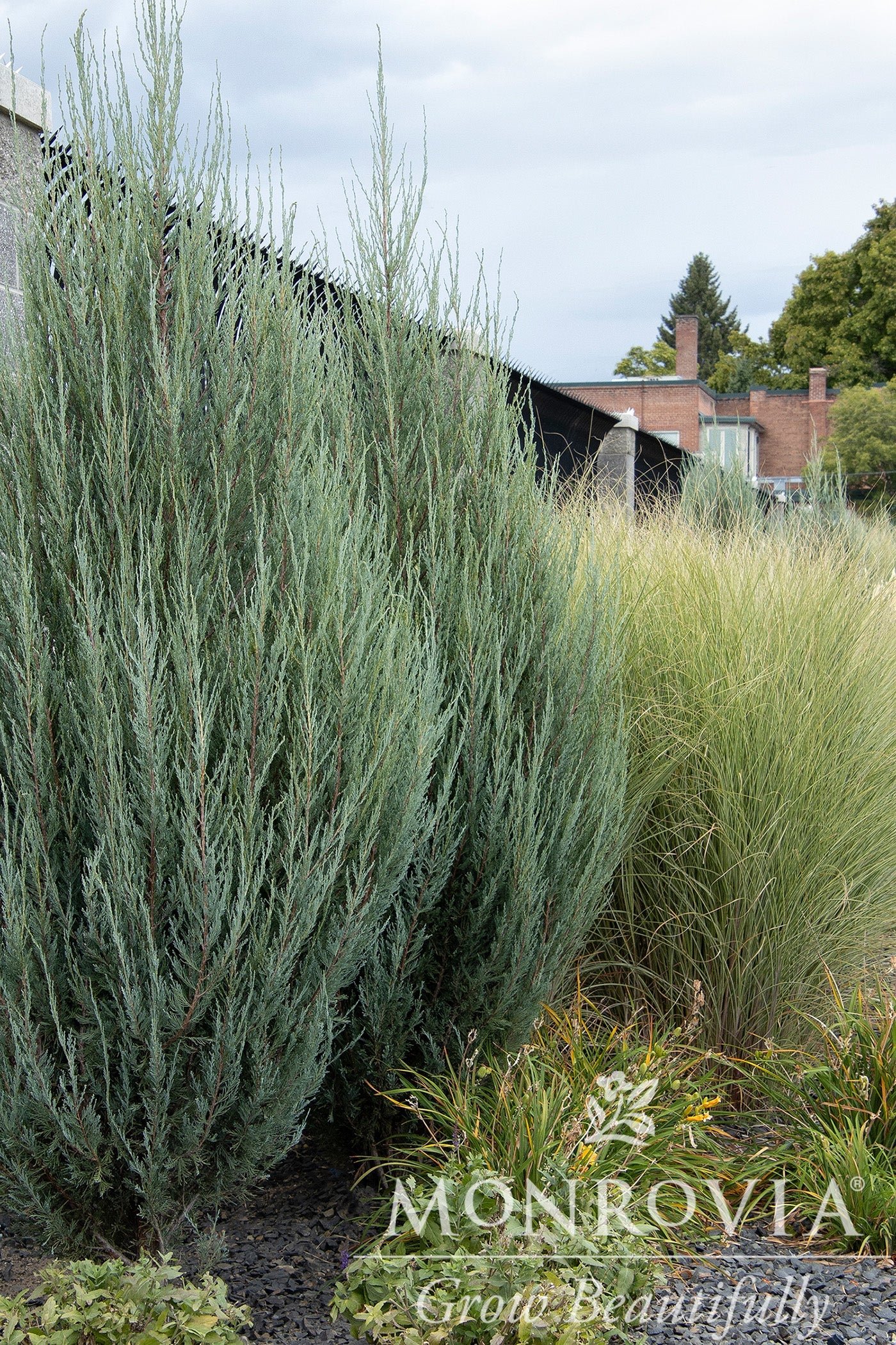 Juniperus | Skyrocket Juniper - 6 Gallon