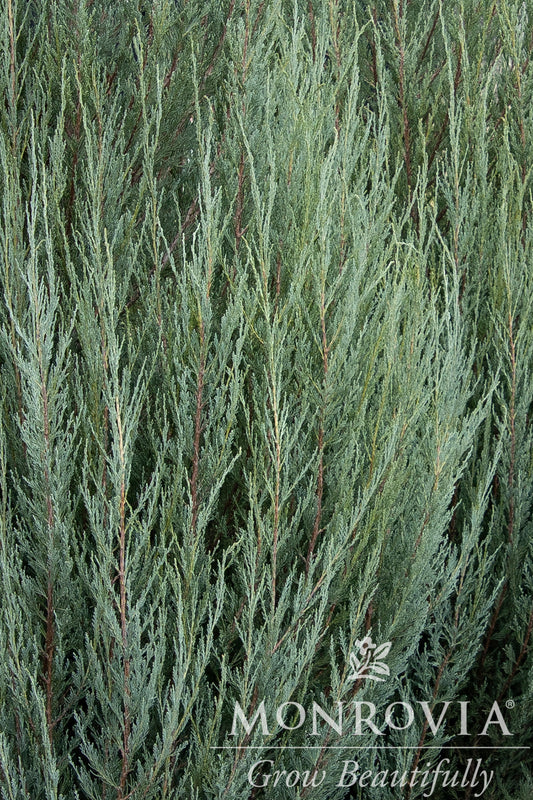 Juniperus | Skyrocket Juniper