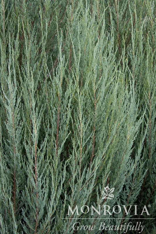 Juniperus | Skyrocket Juniper - 7 Gallon