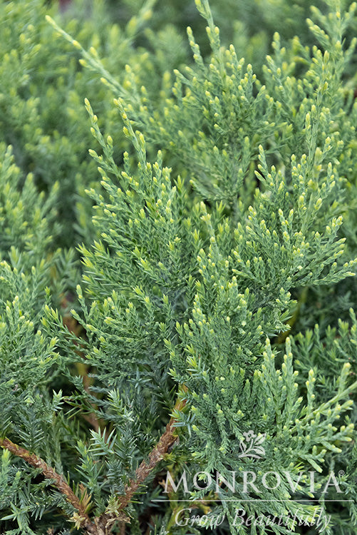 Juniperus | Grey Owl Juniper - 2 Gallon