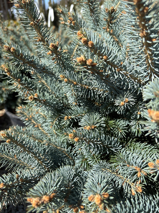 Picea | Globe Blue Spruce