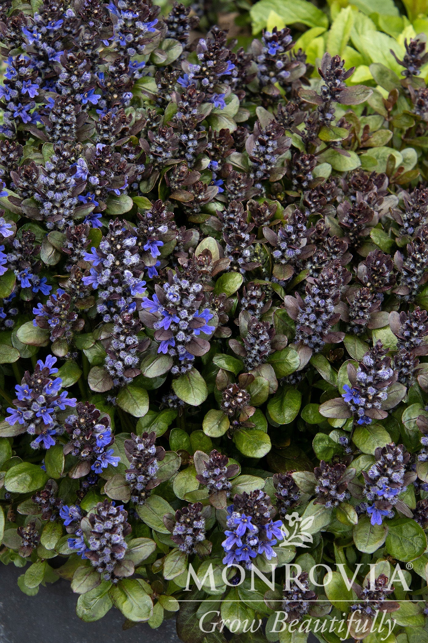Ajuga | Blueberry Muffin Bugleweed - 1 Gallon