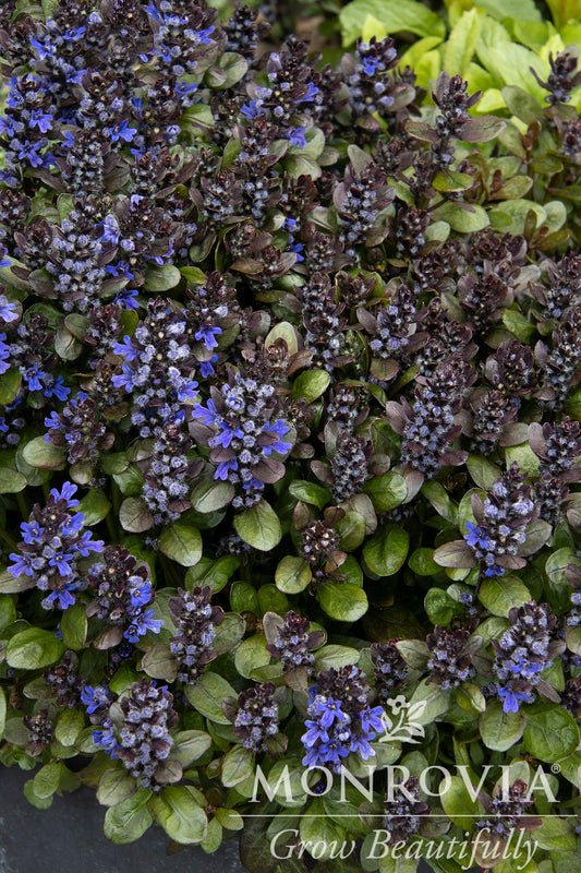 Ajuga | Blueberry Muffin Bugleweed - 1 Gallon
