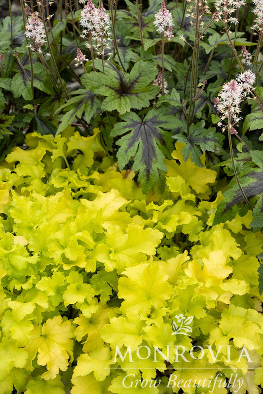 Heuchera | Lime Marmalade Coral Bells - 1 Gallon