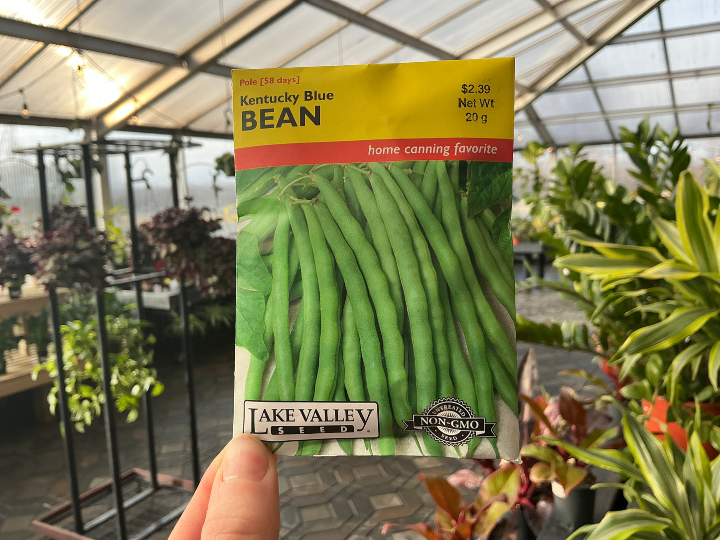 Phaseolus | Pole - Green - Bean Seed