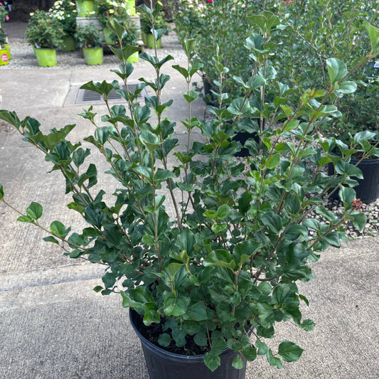 Syringa | Dwarf Korean Lilac | Tree Form - 10 Gallon