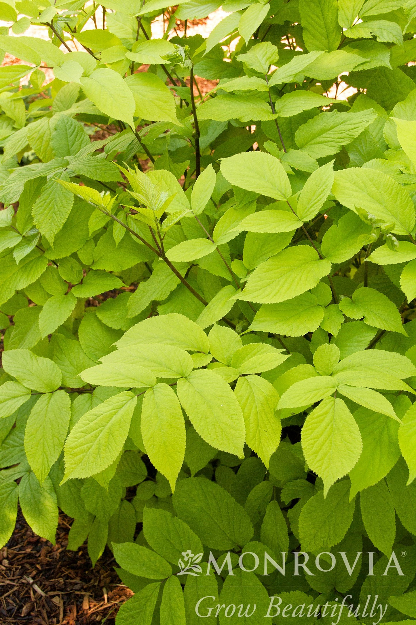 Aralia | Gotemba Aralia - 2 Gallon