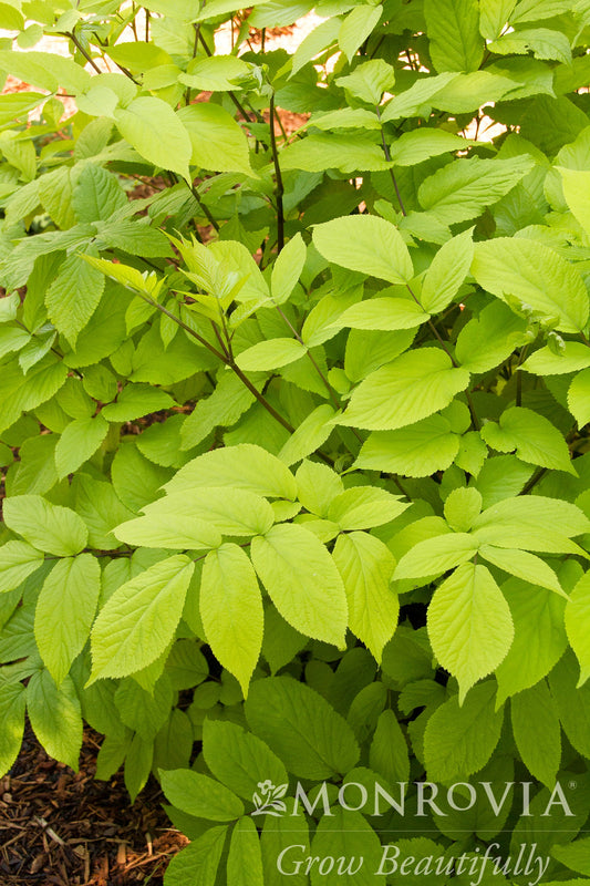 Aralia | Gotemba Aralia - 2 Gallon