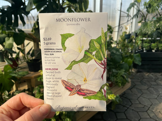 Ipomoea | Moonflower Seed