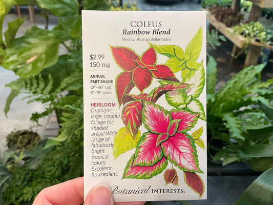 Plectranthus | Coleus Seed