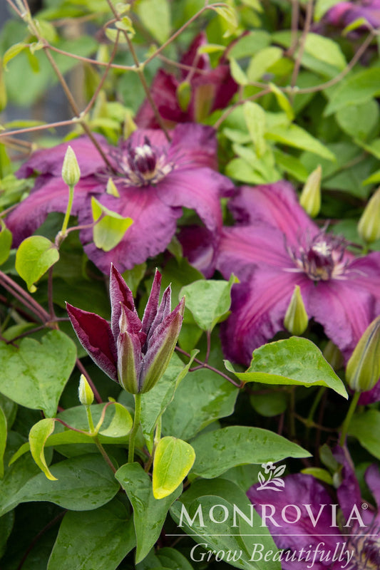 Clematis | Westerplatte Clematis - 1 Gallon